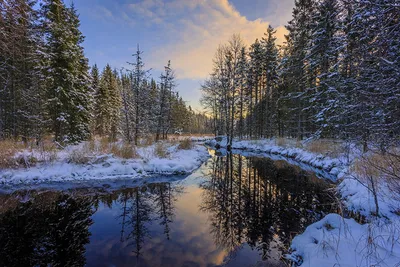 Картинка Арвика зимние Ели Природа снегу Леса Река картинки