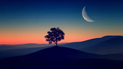 Tree Alone Dark Evening 4k, HD Nature, 4k Wallpapers, Images, Backgrounds, Photos and Pictures картинки