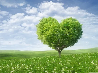 Обои для рабочего стола Love Tree Ultra HD для 4K UHD TV: широкоэкранный \ u0026 UltraWide Desktop \ u0026 ноутбук картинки