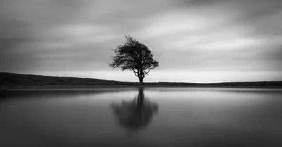 Solo Tree, HD Nature, 4k Wallpapers, Images, Backgrounds, Photos and Pictures картинки
