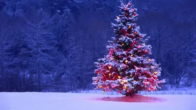Free-Wallpaper-Christmas-Tree – Sportschule Alex картинки