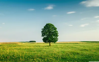Обои для рабочего стола Green Tree Ultra HD для 4K UHD TV: Широкоэкранный \ u0026 UltraWide Desktop \ u0026 Ноутбук: Планшет: Смартфон картинки