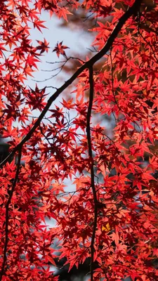 Красные листья клена 4K Ultra HD Мобильные обои | Красный клен, красный кленовый лист, дерево hd обои картинки