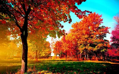 Парк Цветущие Деревья Вишни Красивая Весна Обои Hd - addons.videolan.org картинки