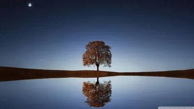 Cherry Blossom, окружающий рай, япония, лава, жизнь, природа, сингл, дерево, HD обои для рабочего стола картинки