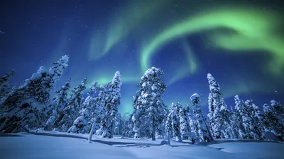 Северное сияние (Aurora Borealis) над зимним лесом UHD 4K Обои | Пикселз картинки