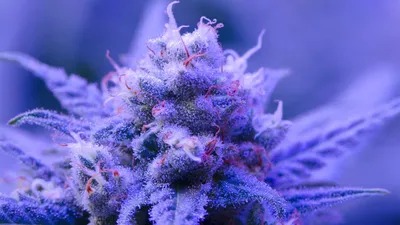 Super Lemon Haze-LED 1920x1080 | Фиолетовая дымка, Лучший HD фон, Фото приложения картинки