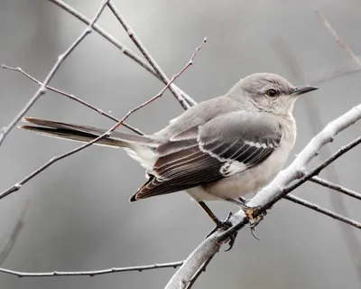 Бесплатно скачать обои Mockingbird [1956x1565] для рабочего стола, мобильного и планшета | Исследуйте 75+ обоев пересмешника | Убить обои пересмешника, обои Marvel Mockingbird, картинки