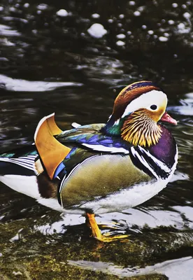 Mandarin Duck Wallpapers - Топ бесплатных фонов с уткой-мандариной картинки