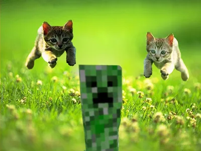 Обои для рабочего стола Minecraft Cat картинки