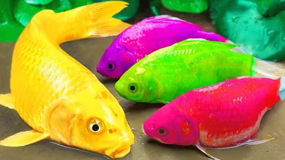 Fish Live Wallpaper 2019_ 3D Aquarium Koi Bgs - Бесплатная загрузка и обзоры программного обеспечения - CNET Download картинки