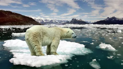 Красивый фон рабочего стола Hd Polar Bear Floes Of Ice Cold Air Snow : Wallpapers13.com картинки