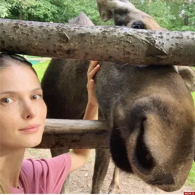 Селфи с лосихой сделала известная актриса в Пушкинских Горах : Псковская  Лента Новостей / ПЛН картинки