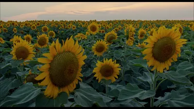 Терренс Малик, оператор Heaven Cinematography, оператор Osborne |照片图像图像 картинки