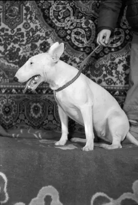 File:Elektrostal 1995 year. Dog Bull Terrier. img 005.jpg - Wikimedia  Commons картинки