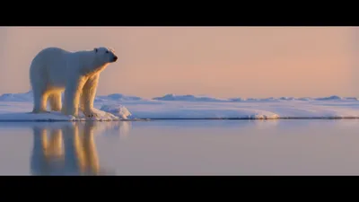 Жалоба на обнаженные фотографии Ранвира Сингха не проходит гладко | Filmfare.com картинки