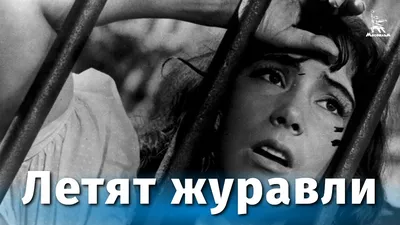 Летят журавли (СССР, 1957) – кино, описание, афиша картинки