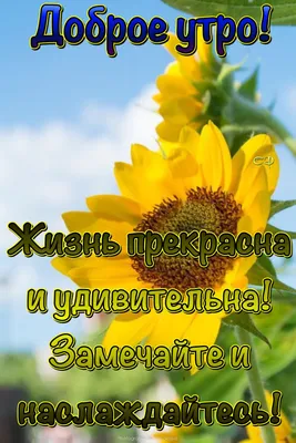 Пин от пользователя Светлана на доске Доброе утро | Доброе утро, Счастливые  картинки, Утренние цитаты картинки