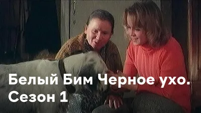 Отзывы на фильм Белый Бим Черное ухо картинки