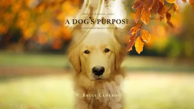 A-Dogs-Purpose-Movie-wallpaper-HD-film-2017-poster-image - MamarazziKnowsBest.com картинки