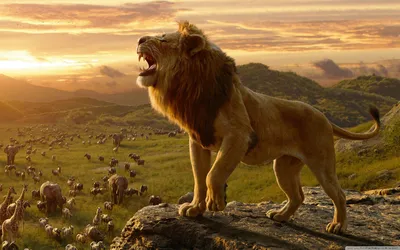Обои для рабочего стола The Lion King 2019 Ultra HD для 4K UHD TV: широкоэкранный \ u0026 UltraWide Desktop \ u0026 Ноутбук: планшет: смартфон картинки