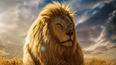 Lion King 4K Wallpapers - Лучшие бесплатные обои Lion King 4K картинки