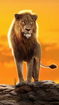 Король Лев Симба Обои 5k Ultra HD ID:11015 картинки