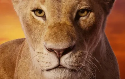 Обои взгляд, морда, львица, Король Лев, The Lion King картинки на рабочий стол, раздел фильмы - скачать картинки