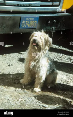 Hund \"Boomer\" Film, Fernsehen, Serie, 80er, Hund Regie: M. Catic, L.  Elikann aka. Hier ist Boomer Stockfotografie - Alamy картинки