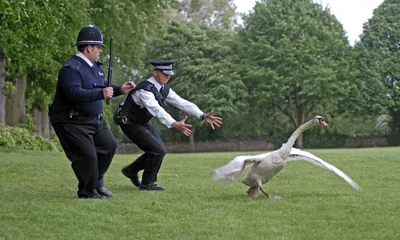 Hot Fuzz Movie HD Wallpaper 2377 1920x1080 px ~ PickyWallpapers.com картинки