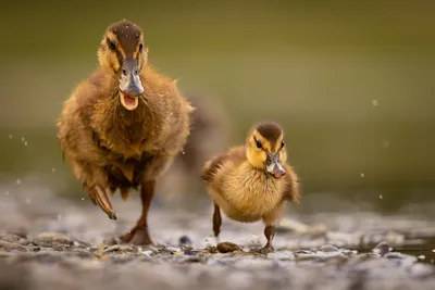 Брат и сестра. Photographer Robert Adamec картинки