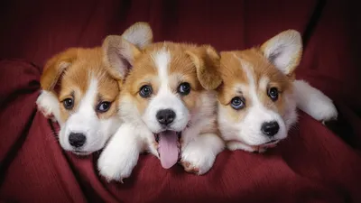 Cute Dogs HD Wallpaper - Eyecandy для вашего XFCE-Desktop - xfce-look.org картинки