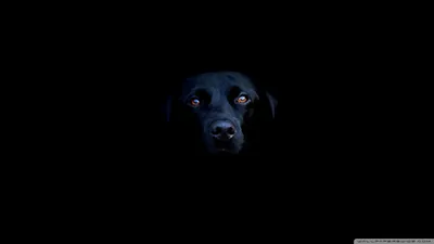 Обои для рабочего стола Black Dog Ultra HD для 4K UHD TV: широкоэкранный \ u0026 UltraWide Desktop \ u0026 портативный компьютер: Multi Display, Dual Monitor картинки