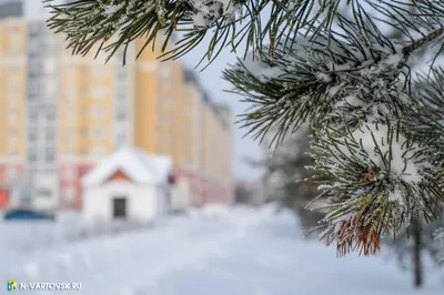 Нижневартовск готовится отпраздновать полувековой юбилей картинки