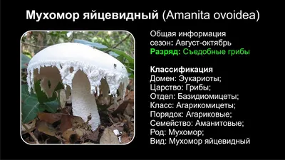 Сибирские Грибы — слушать онлайн бесплатно на Яндекс Музыке в хорошем  качестве картинки