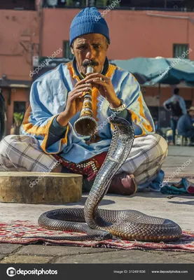 ⬇ Скачать картинки Moroccan cobra, стоковые фото Moroccan cobra в хорошем  качестве | Depositphotos картинки