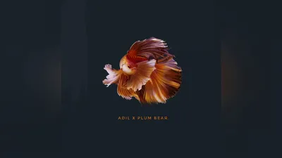 Adil & Plum Bear - Deep (Audio) - YouTube картинки