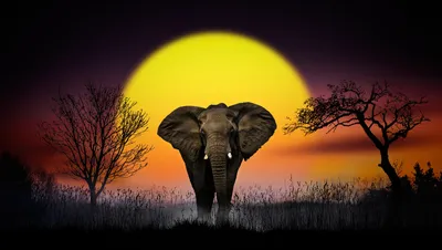 20189 Elephant HD, дикая природа, закат - редкая галерея HD обои картинки