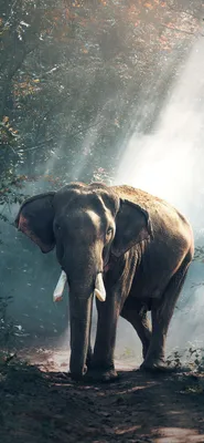 Cool Elephant Phone Wallpapers - Лучшие бесплатные обои Cool Elephant для телефона картинки