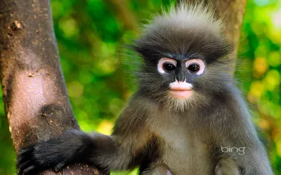 Dusky Leaf Monkey HD Wallpapers и Hintergründe картинки