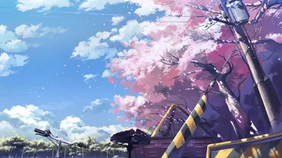 Скачать бесплатно Фон аниме Cherry Blossom [1920x1080] для ПК, мобильных и планшетов | Исследуйте 76+ фоновых аниме | Аниме Фон, Аниме Обои, Аниме Фоны картинки