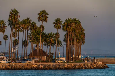 Картинки Калифорния США Береговая линия Village Long Beach Пальмы Побережье Города картинки