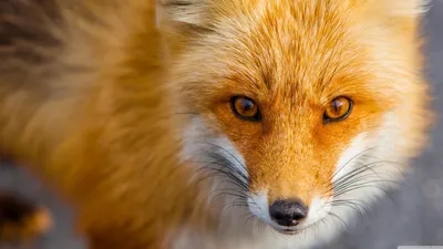 Red Fox Wallpapers - Топ бесплатных фонов Red Fox картинки