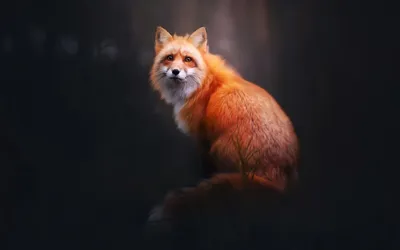 Fox Digital Art 4k, HD Животные, 4k обои, изображения, фоны, фото и картинки картинки