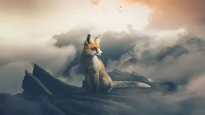 1920x1080 Fox The Observer Laptop Full HD 1080P HD 4k обои, изображения, фон, фото и картинки картинки