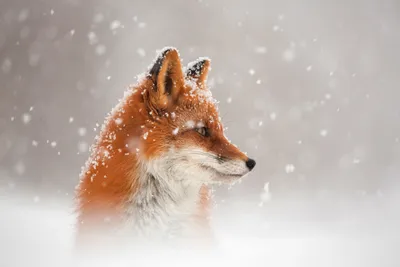 Fox Snow, HD Animals, 4k Wallpapers, Images, Backgrounds, Photos and Pictures картинки