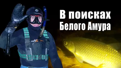 В поисках Белого Амура / In search of White Amur смотреть онлайн видео от  Yaroslav 02 в хорошем качестве. картинки