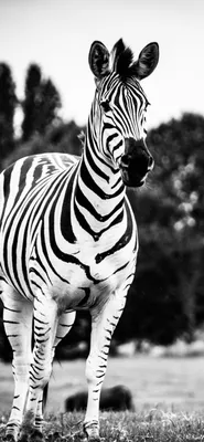 1125x2436 Zebra Black And White 4k 5k Iphone XS,Iphone 10,Iphone X HD 4k обои, изображения, фоны, фото и картинки картинки