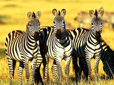 Hintergrundbild Zebra, Tierwelt, Tiere широкоэкранный | Скачать бесплатно Hintergrundbilder картинки