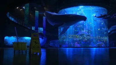 Teaser Finding Dory Película Fondos de pantalla Película Imágenes por Cori19 | Испанские изображения картинки